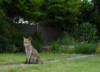 Fox on lawn