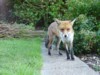 Fox on path