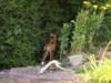 fox looking into shrub