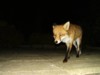 Sly Fox