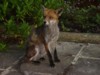 fox sitting