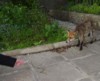 fox hand feeding