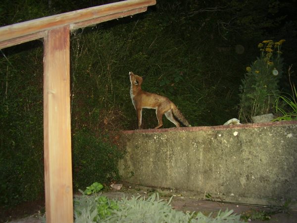 Fox getting closer