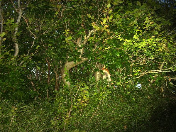 Fox in the tree