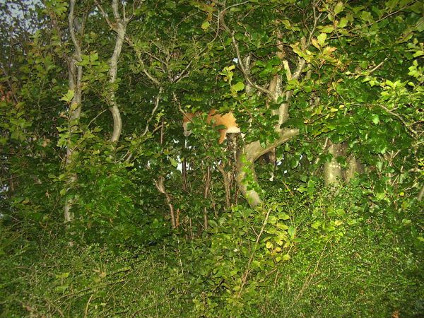 Fox in tree